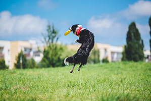 Werbe-Frisbee bedrucken Sie bei laprinta Hund springt in die Luft um die Frisbee aufzufangen