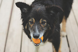 Haustierbedarf als Werbeartikel bedrucken Sie bei laprinta Schwarzer Hund mit Ball im Mund