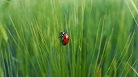 Neujahrsgeschenke bedrucken Sie bei laprinta Marienkäfer klettert auf Gras