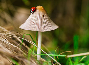 Nachhaltige Werbeartikel für Ihre Kunden bedrucken Sie bei laprinta Ein kleiner Marienkäfer auf einem braunen Pilz im Gras