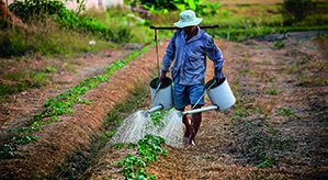 Werbe-Fairtrade Produkte bedrucken bei laprinta Arbeiter auf der Fairtrade Plantage