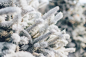 Werbe-Winterprodukte bedrucken Sie bei laprinta Tannenbaum mit Schnee
