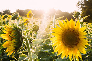 Nachhaltige Werbe-Textilien bedrucken Sie bei laprinta Ein Feld mit Sonnenblumen durch die morgendliche Sonnenstrahlen scheinen